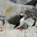 puffin_atlantic_msi_h_0242_can0273.jpg